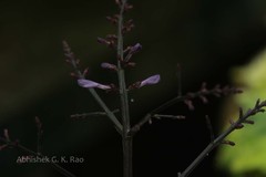 Gymnostachyum polyanthum